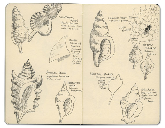 Shell Drawings from the Bahamas