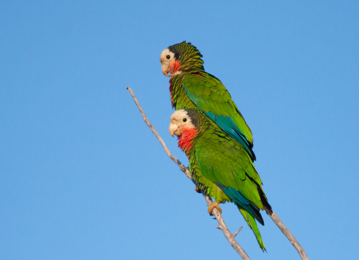 Abaco Parrots