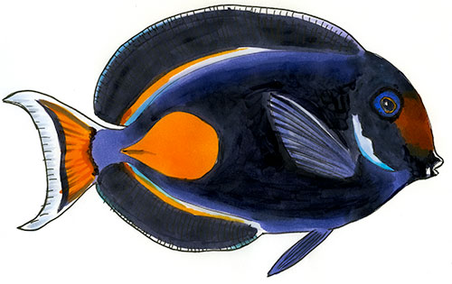 Copic and watercolor sketch of an Achilles Tang (Acanthurus achilles) swimming over a coral reef.
