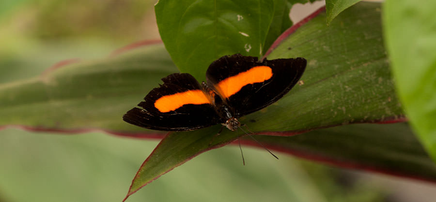 Acontius Firewing (Catonephele acontius), Yasuni National Park, Ecuador