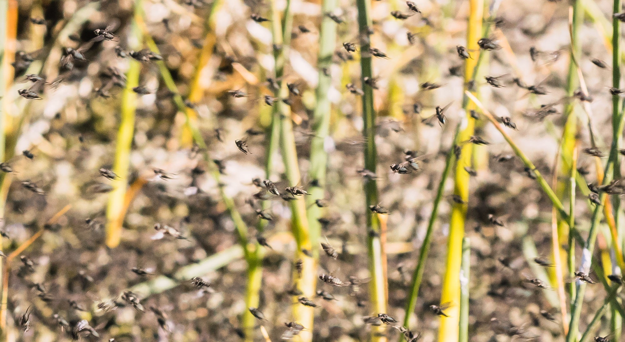 Alkali Flies on Lake Abert, Oregon