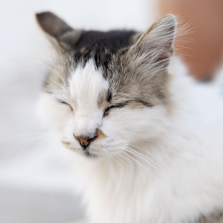 Sleepy tabby alley cat with eyes closed, basking in a patch of sun near the harbor in Piso Livadi, Paros.