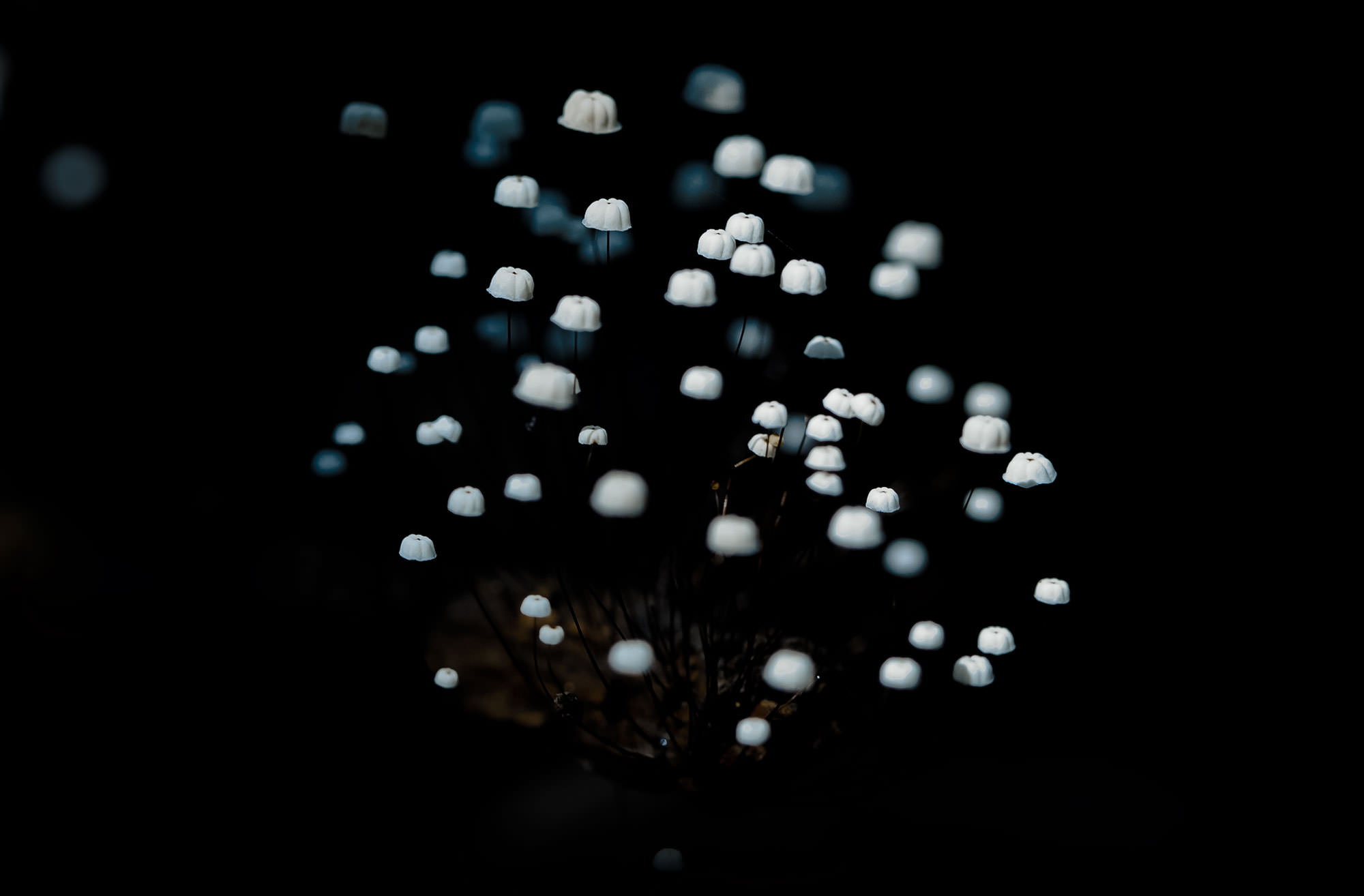 Tiny mushrooms in the Amazon Jungle