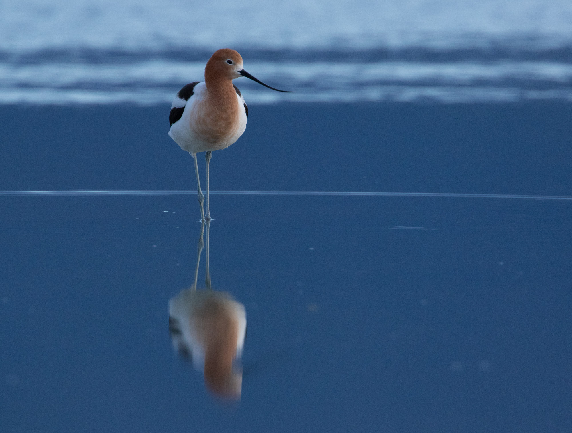 An American Avocet in calm blue water on Summer Lake, Oregon.