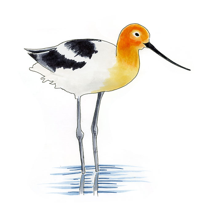Watercolor and Copic marker sketch of a American Avocet (Recurvirostra americana), by Erik Gauger.