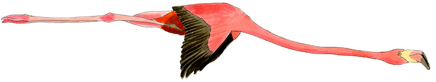 Watercolor and Copic marker sketch of a American Flamingo (Phoenicopterus ruber), by Erik Gauger.