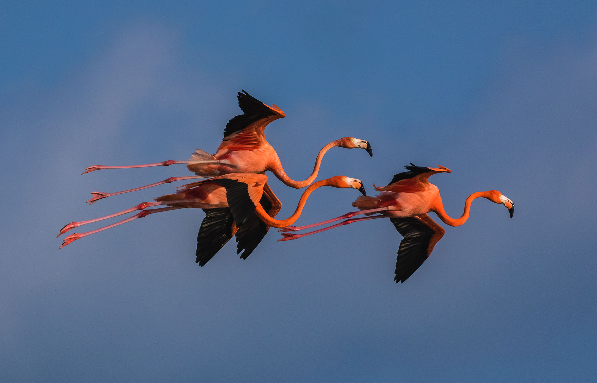 Flamingos in Flight over Ria Celestun
