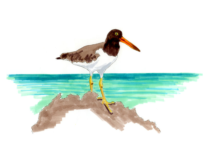 Watercolor and Copic marker sketch of a American Oystercatcher (Haematopus palliatus), by Erik Gauger.