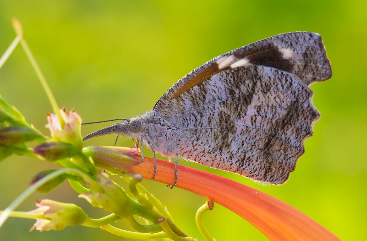 American Snout Butterfly (Libytheana carinenta), Oro Valley, Arizona