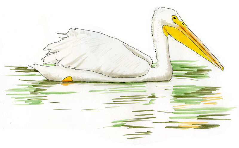 Watercolor and Copic marker sketch of a American White Pelican (Pelecanus erythrorhynchos), by Erik Gauger.