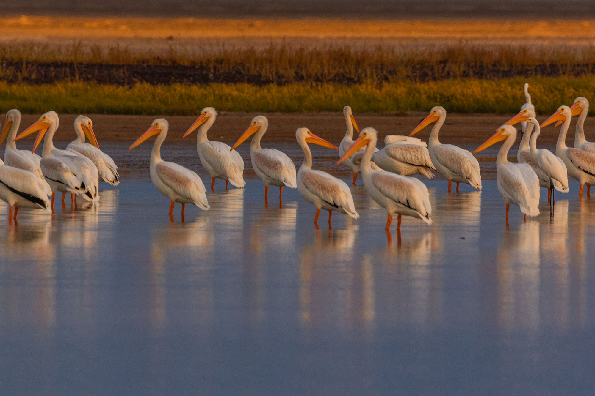 American White Pelicans in the marsh of Summer Lake