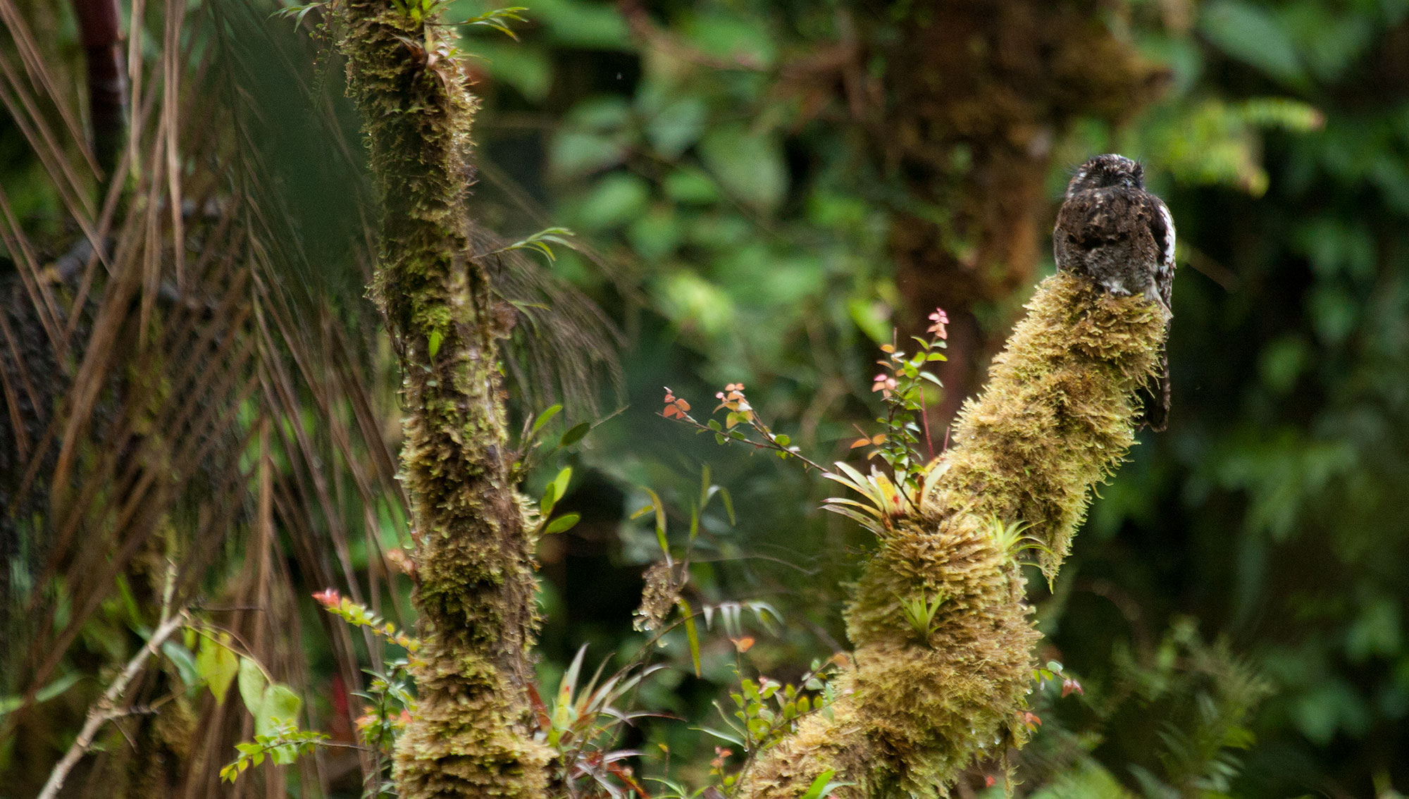 Andean Potoo camoflauged on the stump of a tree.