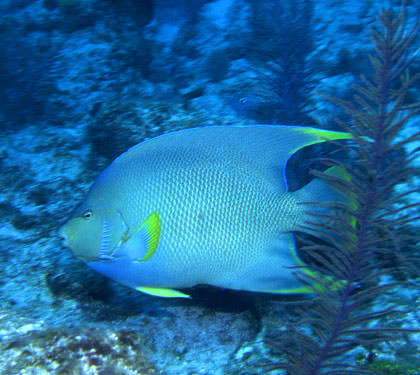 Beautiful Angelfish from the Great Guana Cay reef