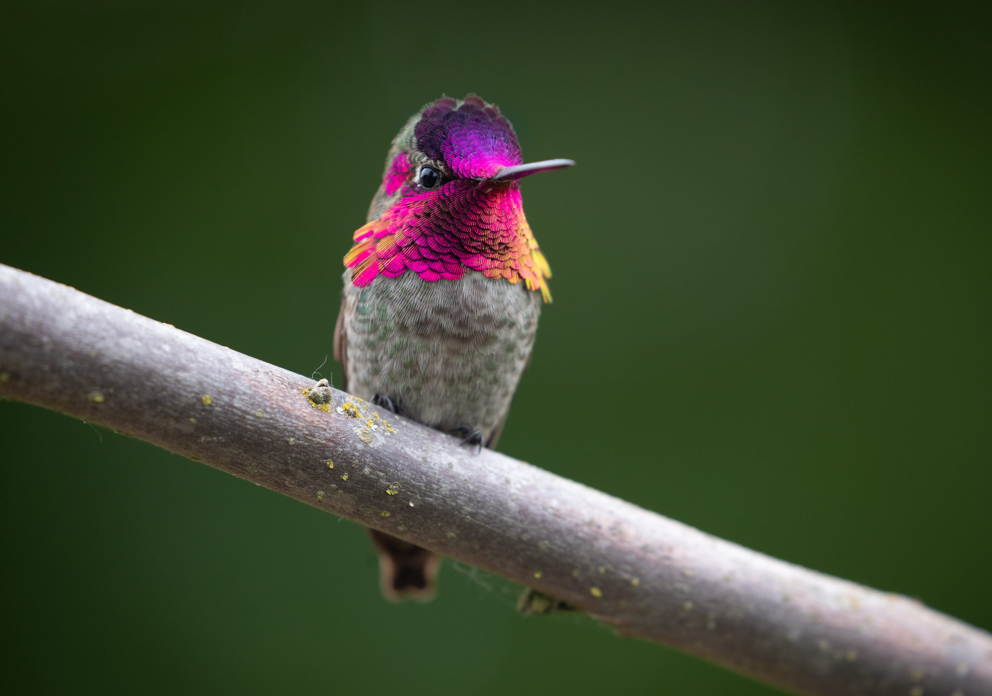 Image of an Anna's Hummingbird photographed in Portland, Oregon.