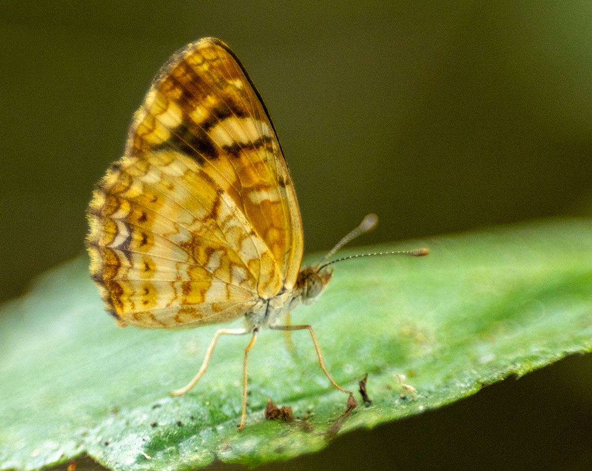 Cuban Crescent (Dubia Subspecies) (Anthanassa frisia dubia), La Guajira, Colombia
