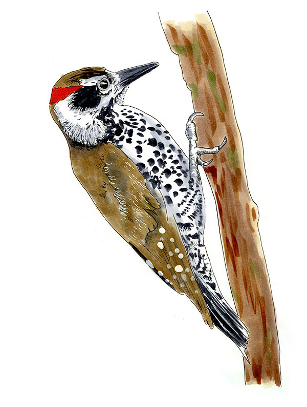 Watercolor and Copic marker sketch of a Arizona Woodpecker (Dryobates arizonae), by Erik Gauger.