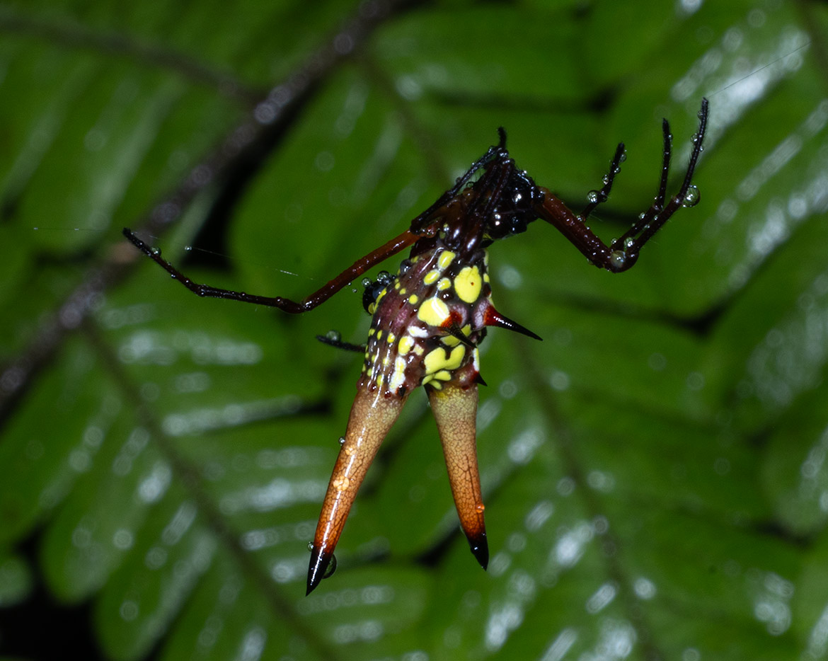 Arrow-shaped Micrathena (Micrathena schreibersi) from Cartago Province, Costa Rica, with bright yellow triangular abdomen and two orange-tipped spines