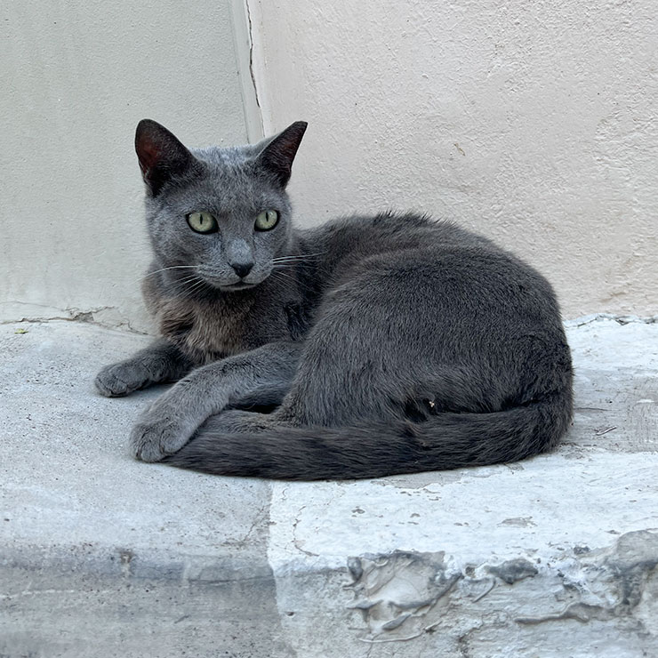 Grey stray cat with an angular face sitting confidently on stone steps in Anafiotika, the oldest neighborhood in Athens.