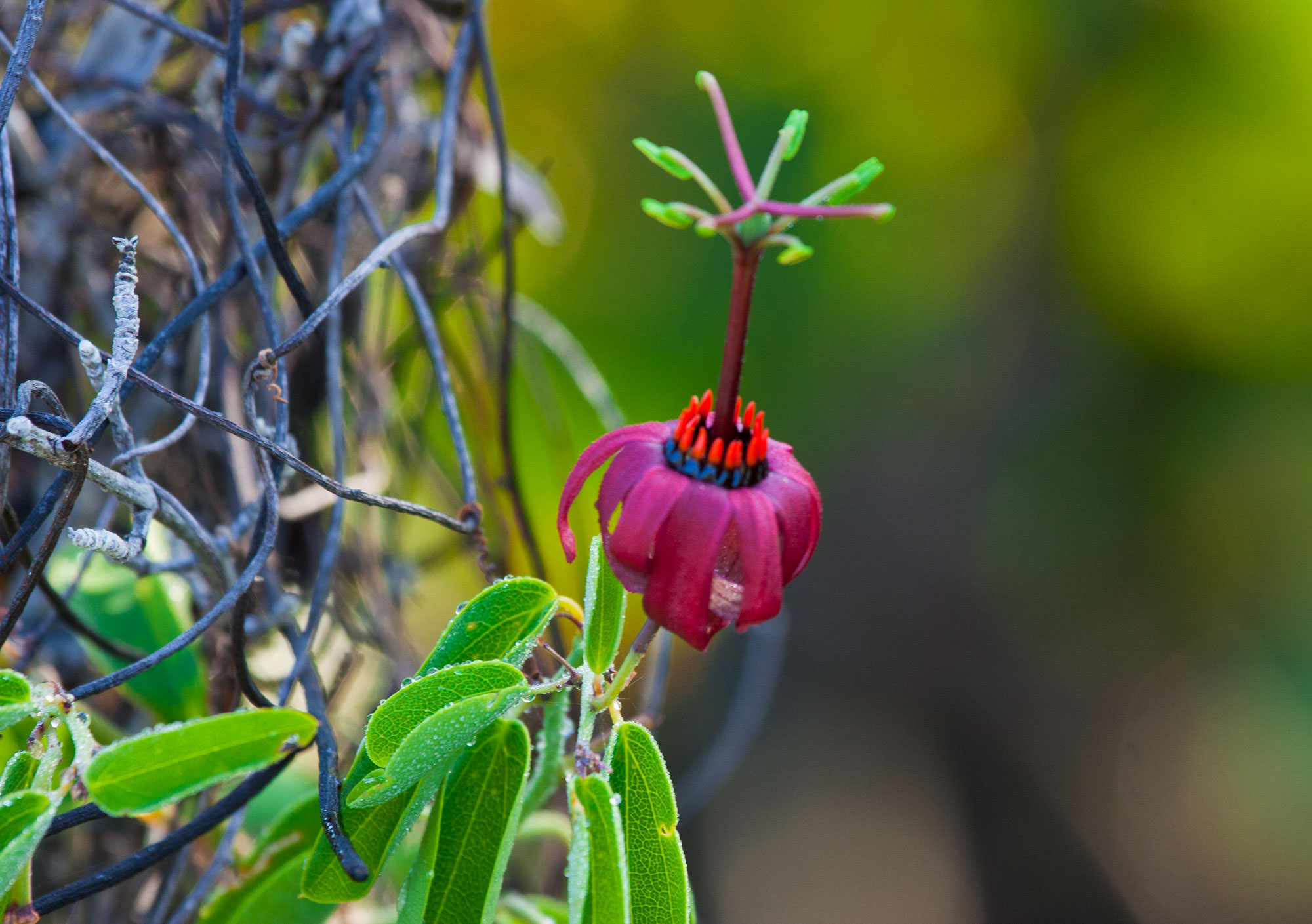Wild Passionflower in Abaco National Park, Abaco Islands