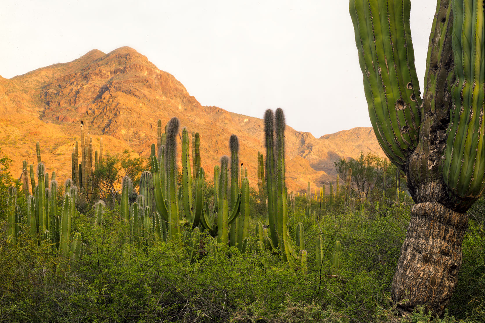 Baja Sur Cactuses