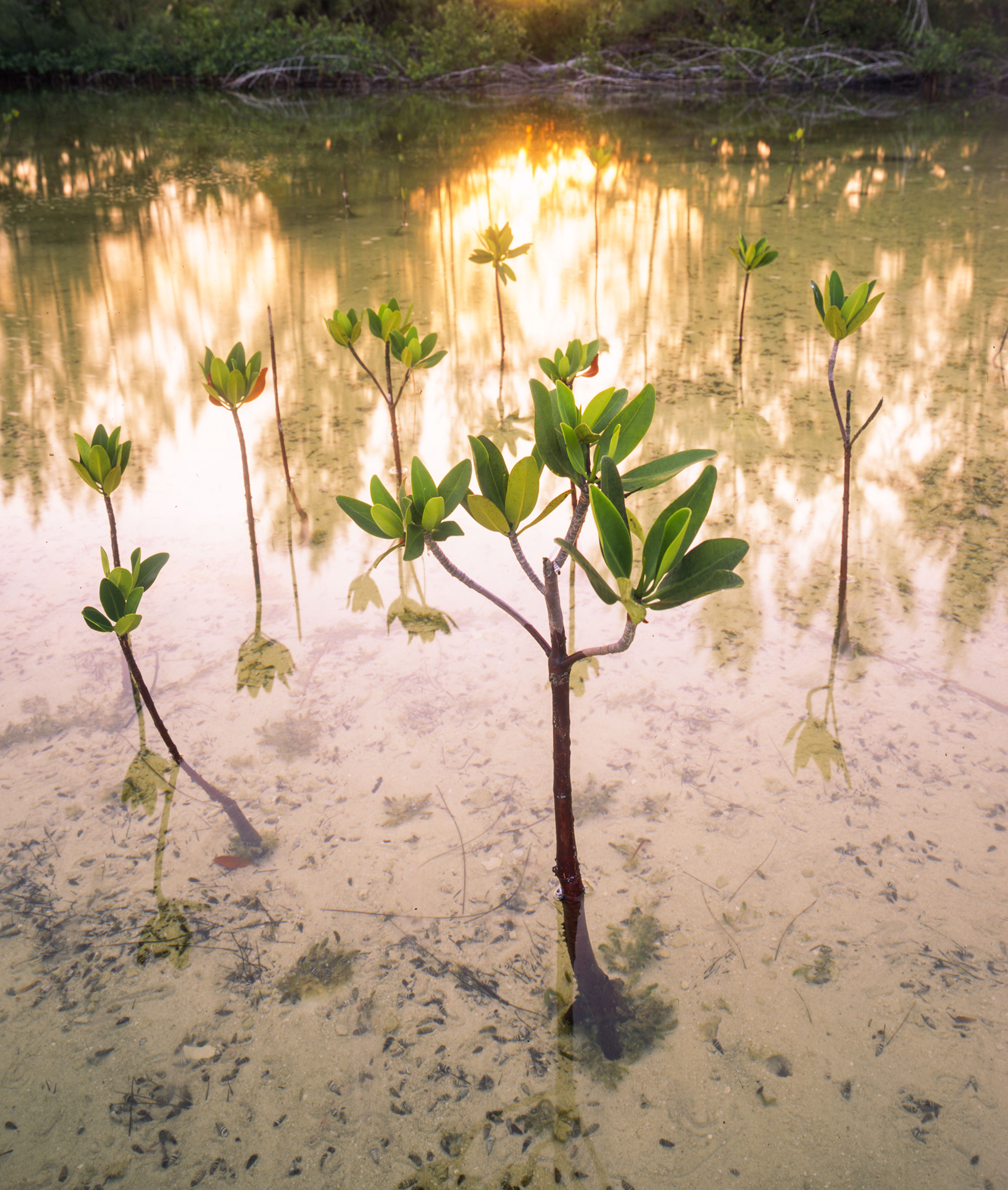 An early morning photograph of a Red Mangrove sapling shows the delicate young tree bathed in soft, golden light, standing resiliently amidst a tranquil coastal landscape, moments before it is to be bulldozed by the encroaching Bakers Bay golf course development.