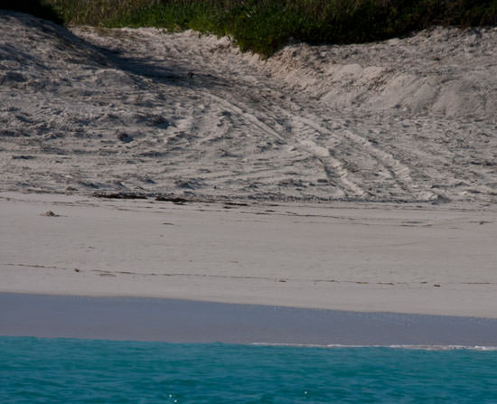 Bakers Bay golf cart tracks on the beach where sea turtles nest