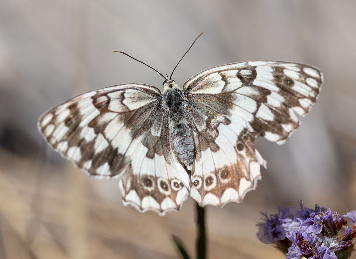 Balkan Marbled White (Melanargia larissa), Paros Park, Paros, Greece