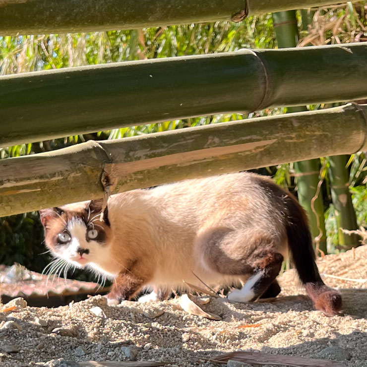 Bamboo Cat