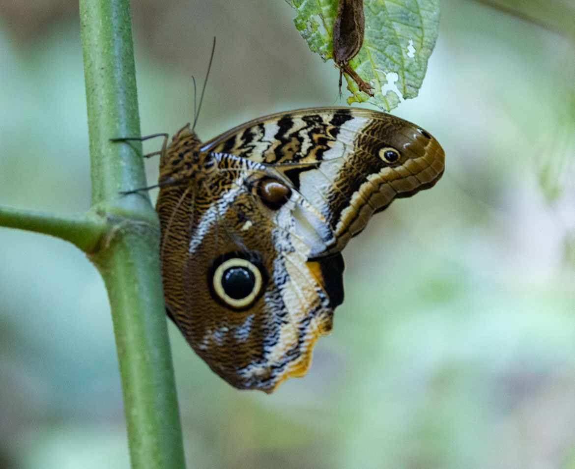 Banded Owl-Butterfly (Caligo atreus), Santa Marta Mountains, Magdalena, Colombia