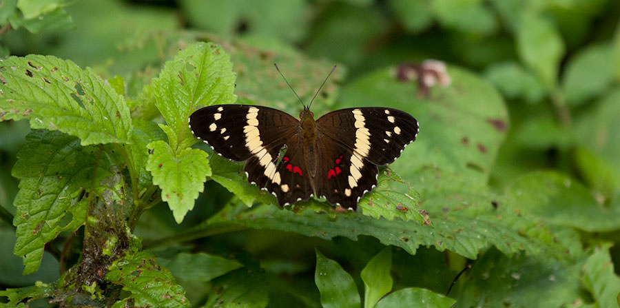 Banded Peacock (Papilio crino), Gamboa, Panama