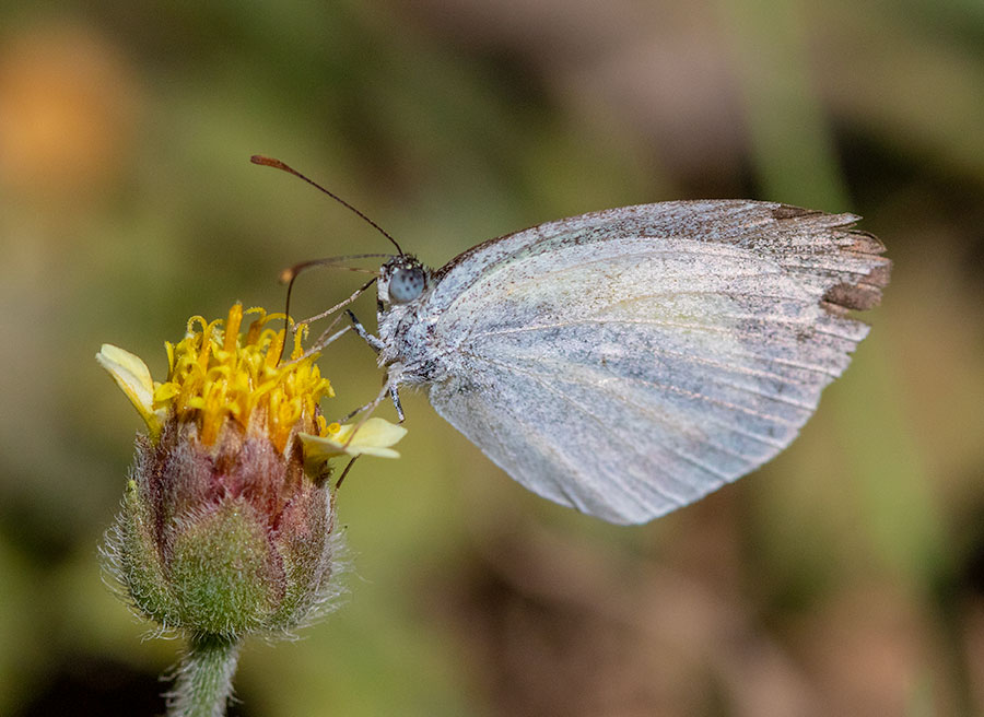 Female Barred Yellow butterfly, Guanacaste Province, Costa Rica