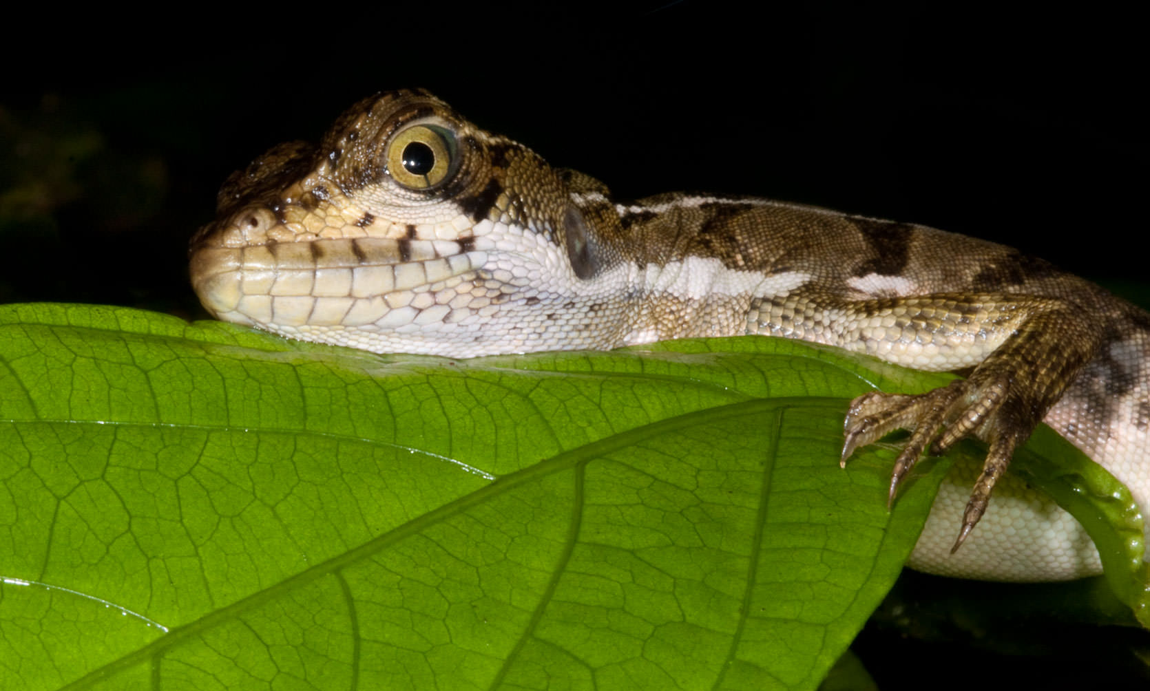 Common Basilisk Female