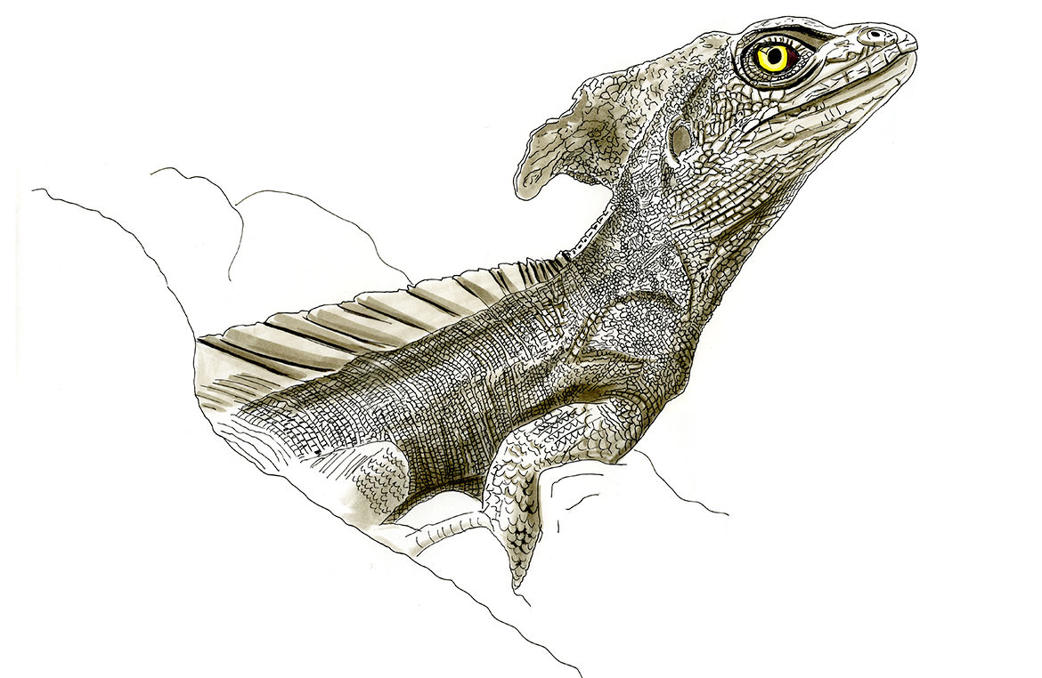 Common Basilisk Sketch