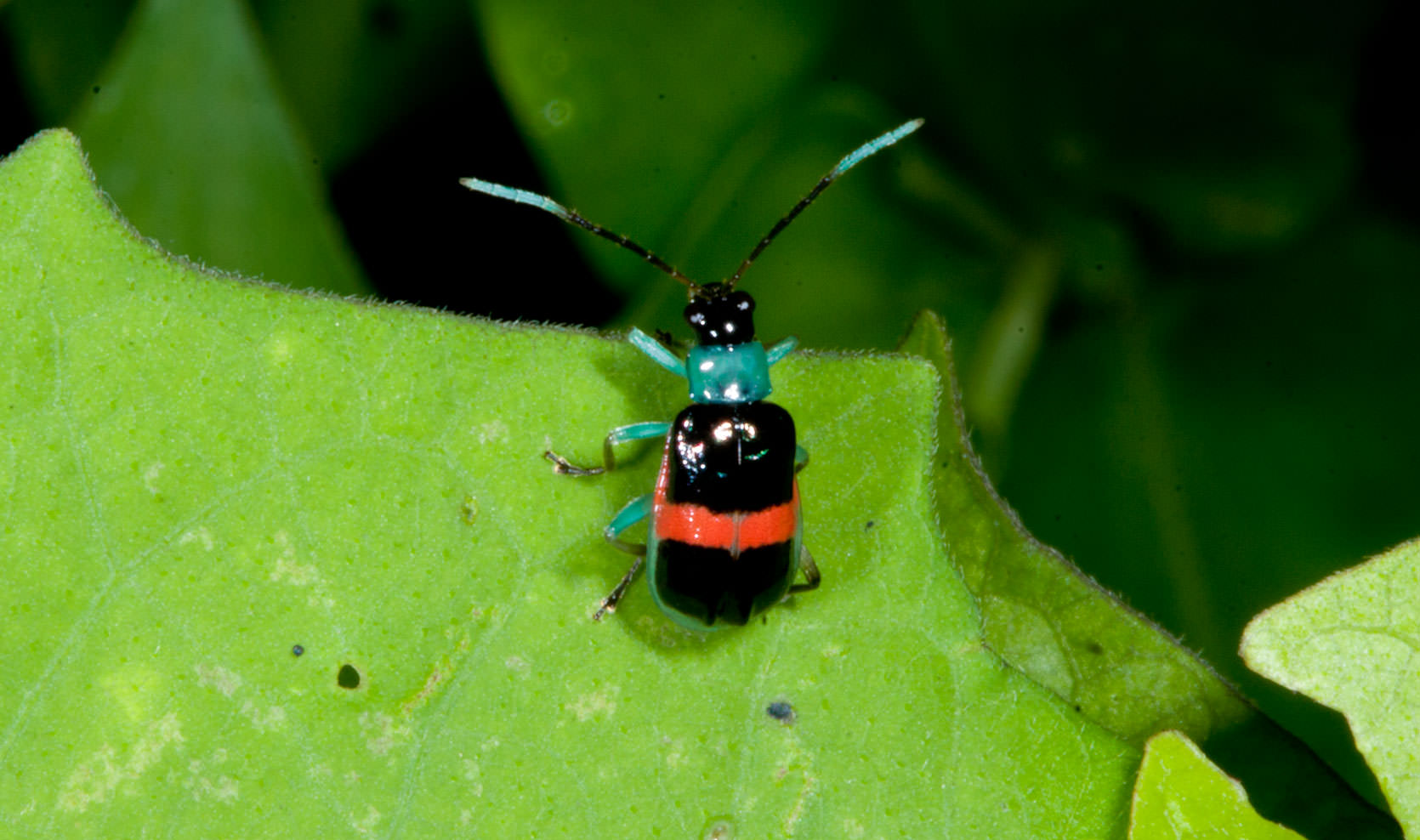 Plants of the Jungle