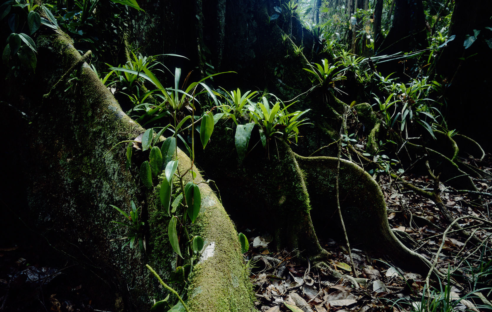 Huge buttressed trees in the Cockscomb Basin are host to a variety of bromeliads and orchids.