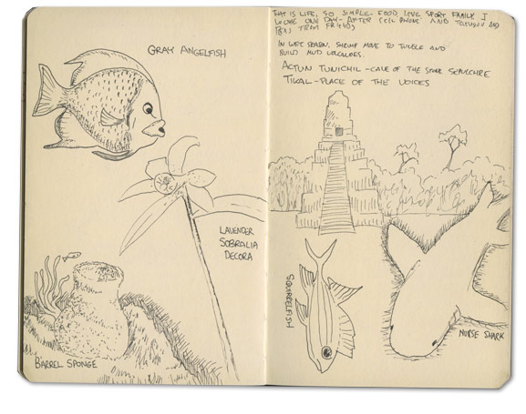 Gray Angelfish Sketch