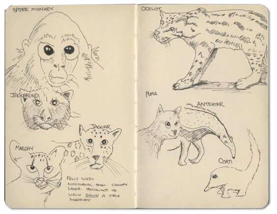 Mammals of Belize Sketches
