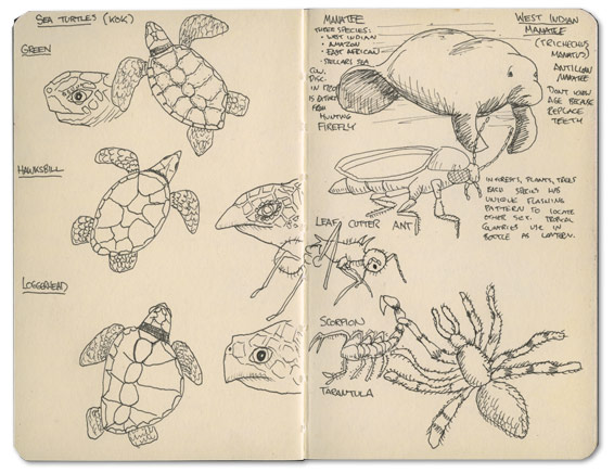 Reptiles of Belize Sketch