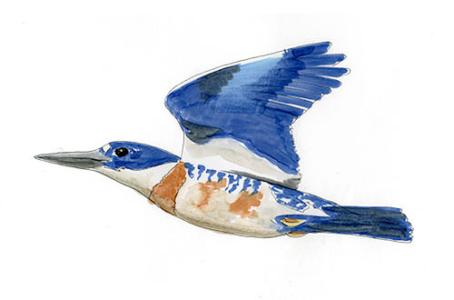 Watercolor and Copic marker sketch of a Belted Kingfisher (Megaceryle alcyon), by Erik Gauger.