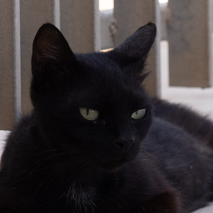 Black alley cat resting in the shadows of a stone alleyway in Birgu, Malta, with piercing green eyes and a watchful expression.