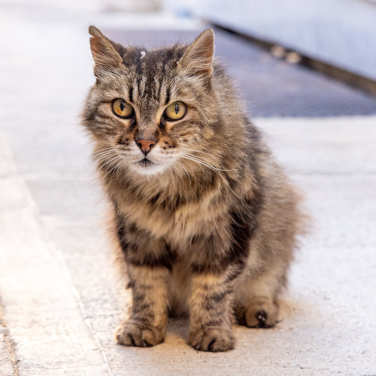 A scruffy long-haired tabby alley cat sitting alert on a stone walkway in Birgu, Malta, with piercing golden eyes and a slightly weathered expression.
