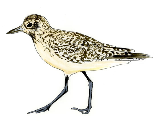 Watercolor and Copic marker sketch of a Black-bellied Plover (Pluvialis squatarola), by Erik Gauger.