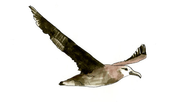 Watercolor and Copic marker sketch of a Black-footed Albatross (Phoebastria nigripes), by Erik Gauger.