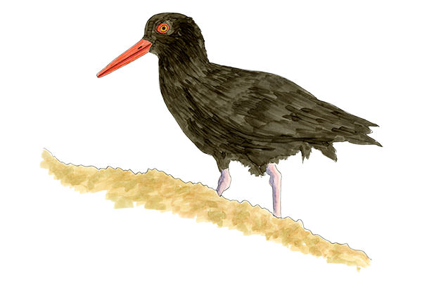 Watercolor and Copic marker sketch of a Black Oystercatcher (Haematopus bachmani), by Erik Gauger.
