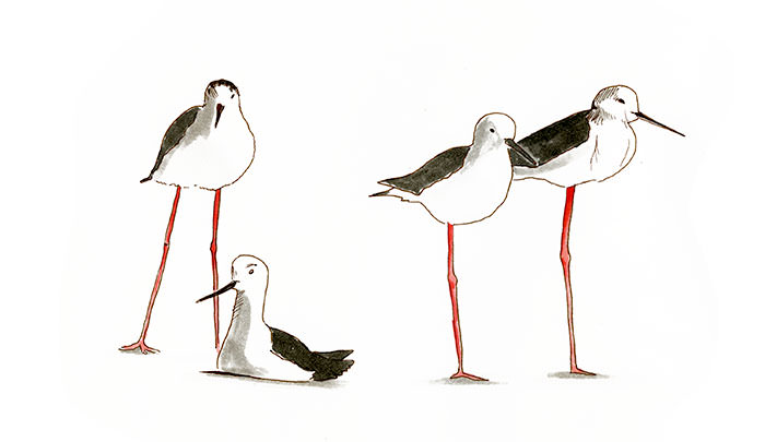 Watercolor and Copic marker sketch of a Black-winged Stilt (Himantopus himantopus), by Erik Gauger.