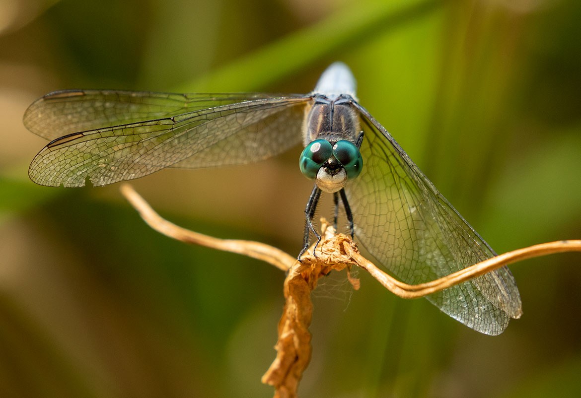 Blue Dasher (Pachydiplax longipennis) at Koll Wetlands, Oregon—common summer skimmer on emergent vegetation