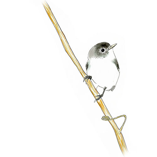 Watercolor and Copic marker sketch of a Blue-gray Gnatcatcher (Polioptila caerulea), by Erik Gauger.