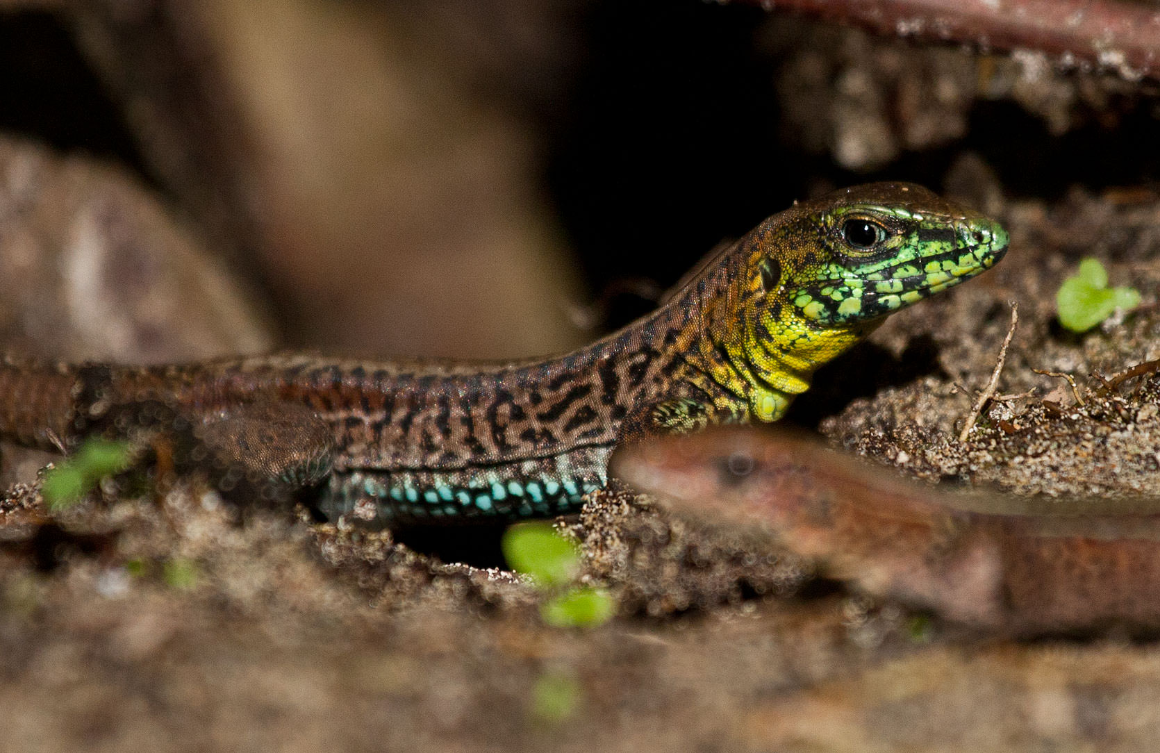 Whiptail Lizard