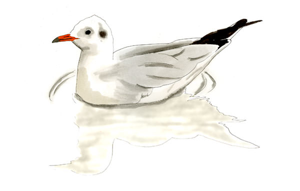 Watercolor and Copic marker sketch of a Bonaparte's Gull (Chroicocephalus philadelphia), by Erik Gauger.