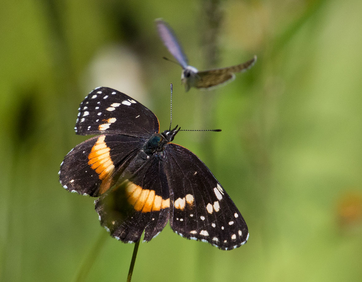 Bordered Patch (Chlosyne lacinia), Madera Canyon, Arizona